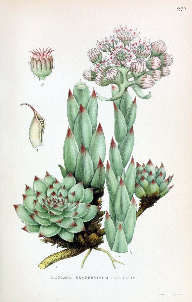 Billeder af nordens flora,.KÃ¸benhavn,G.E.C. Gad's forlag,1917-1927.. |  | Vintage Print Reproduction 461408