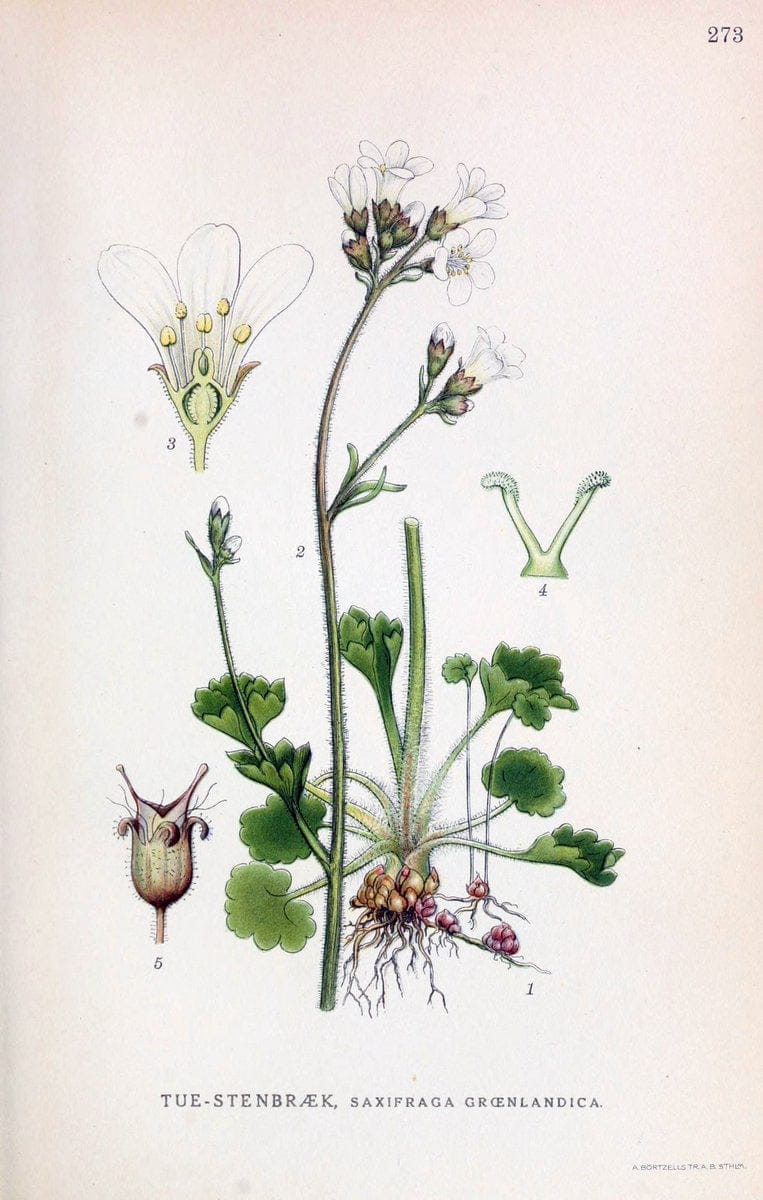 Billeder af nordens flora,.KÃ¸benhavn,G.E.C. Gad's forlag,1917-1927.. |  | Vintage Print Reproduction 461409
