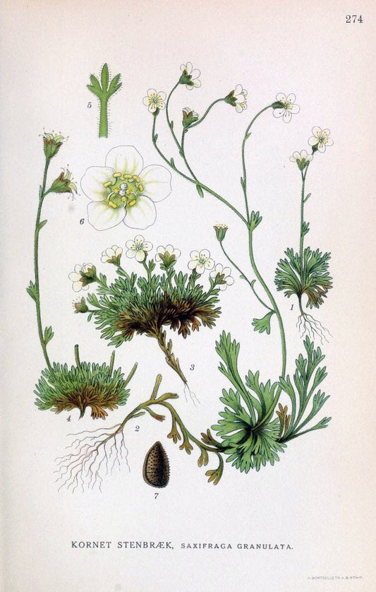 Billeder af nordens flora,.KÃ¸benhavn,G.E.C. Gad's forlag,1917-1927.. |  | Vintage Print Reproduction 461410
