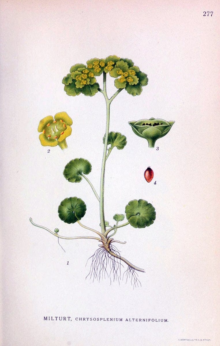 Billeder af nordens flora,.KÃ¸benhavn,G.E.C. Gad's forlag,1917-1927.. |  | Vintage Print Reproduction 461413