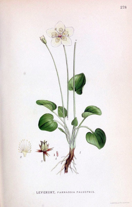 Billeder af nordens flora,.KÃ¸benhavn,G.E.C. Gad's forlag,1917-1927.. |  | Vintage Print Reproduction 461414