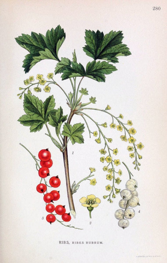 Billeder af nordens flora,.KÃ¸benhavn,G.E.C. Gad's forlag,1917-1927.. |  | Vintage Print Reproduction 461416