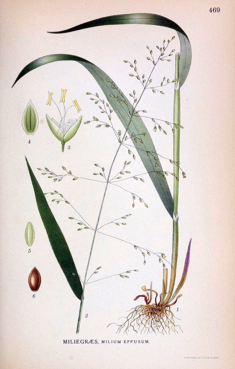 Billeder af nordens flora,.KÃ¸benhavn,G.E.C. Gad's forlag,1917-1927.. |  | Vintage Print Reproduction 461419