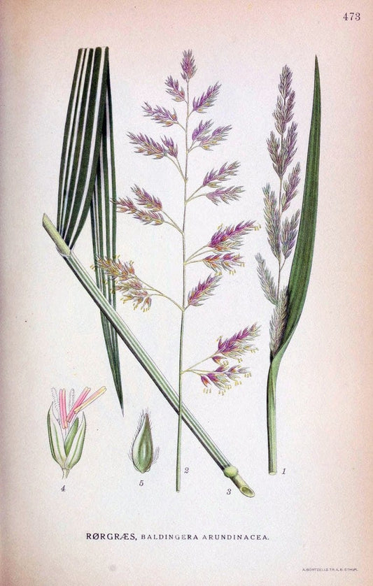 Billeder af nordens flora,.KÃ¸benhavn,G.E.C. Gad's forlag,1917-1927.. |  | Vintage Print Reproduction 461423