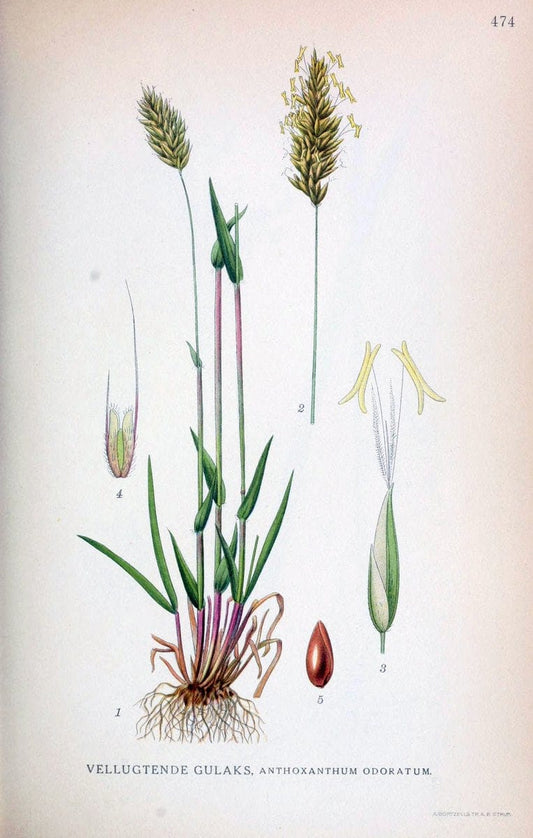 Billeder af nordens flora,.KÃ¸benhavn,G.E.C. Gad's forlag,1917-1927.. |  | Vintage Print Reproduction 461424