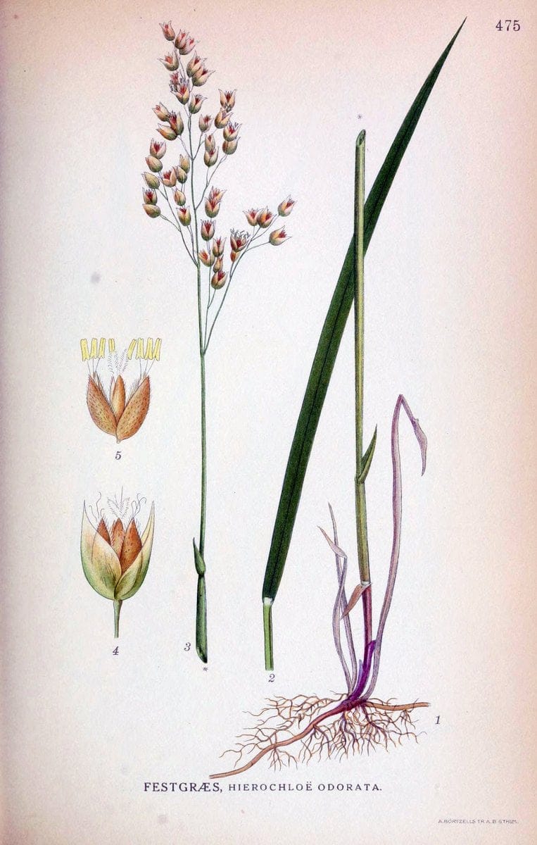 Billeder af nordens flora,.KÃ¸benhavn,G.E.C. Gad's forlag,1917-1927.. |  | Vintage Print Reproduction 461425
