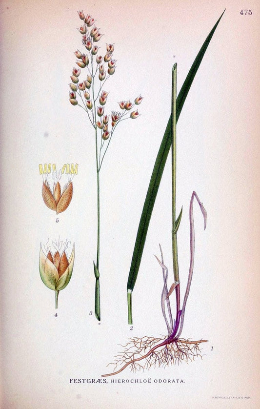 Billeder af nordens flora,.KÃ¸benhavn,G.E.C. Gad's forlag,1917-1927.. |  | Vintage Print Reproduction 461425