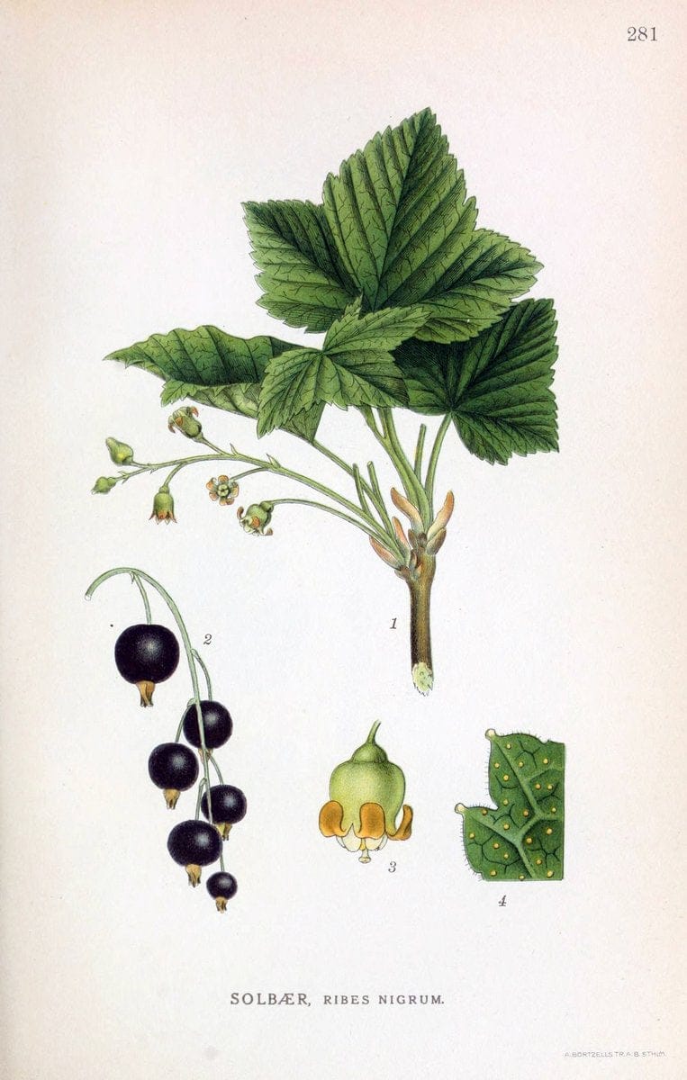 Billeder af nordens flora,.KÃ¸benhavn,G.E.C. Gad's forlag,1917-1927.. |  | Vintage Print Reproduction 461426
