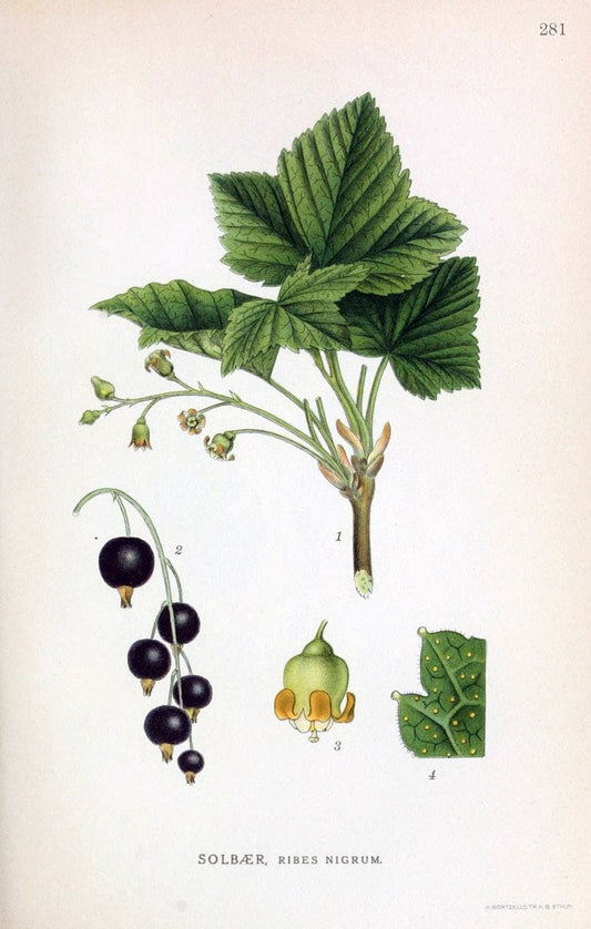 Billeder af nordens flora,.KÃ¸benhavn,G.E.C. Gad's forlag,1917-1927.. |  | Vintage Print Reproduction 461426