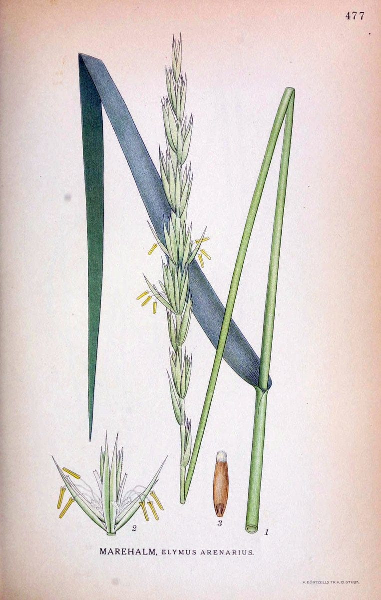Billeder af nordens flora,.KÃ¸benhavn,G.E.C. Gad's forlag,1917-1927.. |  | Vintage Print Reproduction 461428