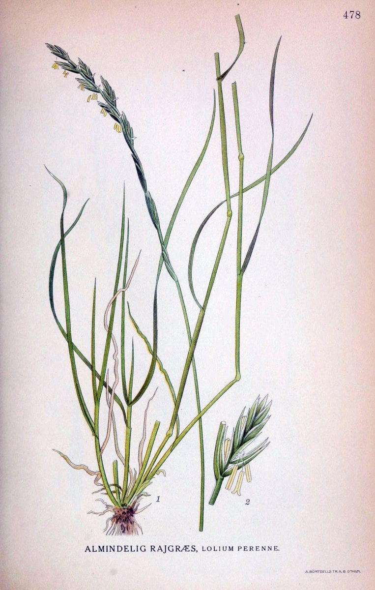 Billeder af nordens flora,.KÃ¸benhavn,G.E.C. Gad's forlag,1917-1927.. |  | Vintage Print Reproduction 461429