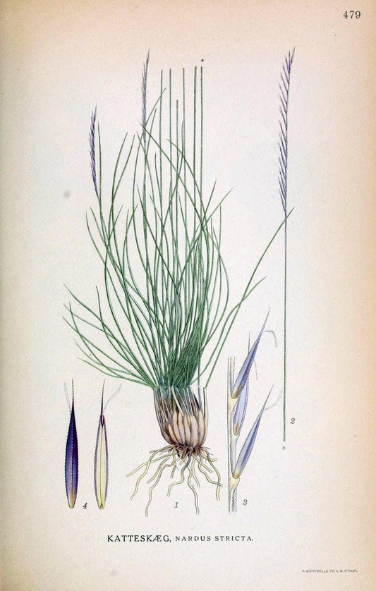 Billeder af nordens flora,.KÃ¸benhavn,G.E.C. Gad's forlag,1917-1927.. |  | Vintage Print Reproduction 461430