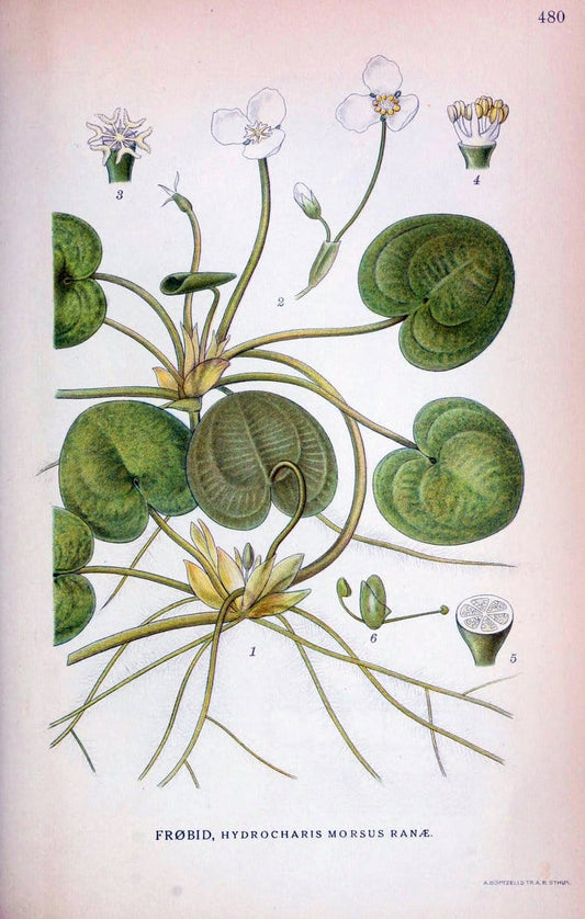 Billeder af nordens flora,.KÃ¸benhavn,G.E.C. Gad's forlag,1917-1927.. |  | Vintage Print Reproduction 461431