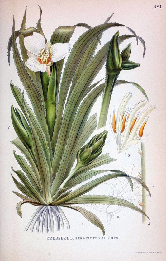 Billeder af nordens flora,.KÃ¸benhavn,G.E.C. Gad's forlag,1917-1927.. |  | Vintage Print Reproduction 461432