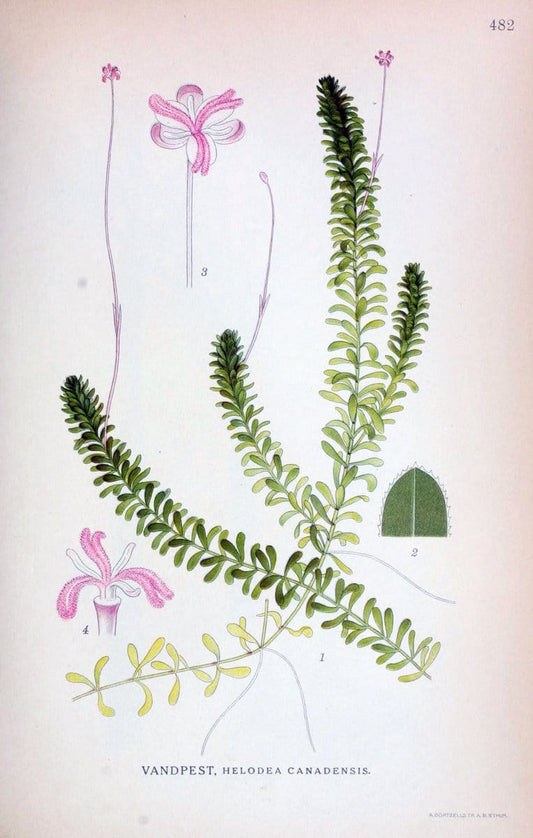 Billeder af nordens flora,.KÃ¸benhavn,G.E.C. Gad's forlag,1917-1927.. |  | Vintage Print Reproduction 461433