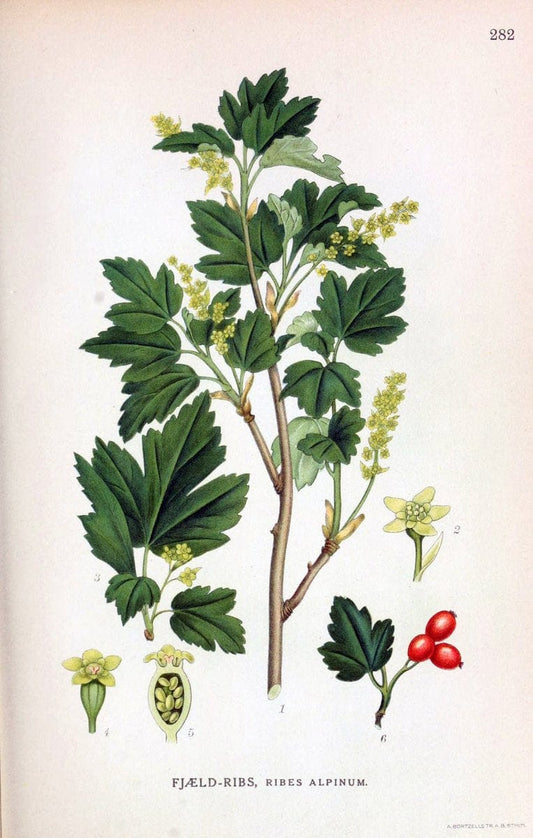 Billeder af nordens flora,.KÃ¸benhavn,G.E.C. Gad's forlag,1917-1927.. |  | Vintage Print Reproduction 461437