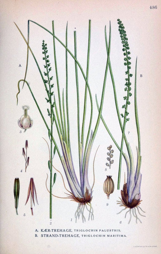 Billeder af nordens flora,.KÃ¸benhavn,G.E.C. Gad's forlag,1917-1927.. |  | Vintage Print Reproduction 461438