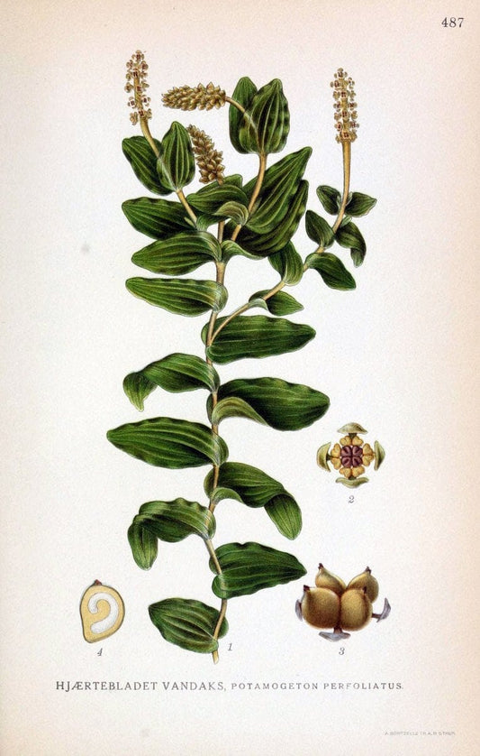 Billeder af nordens flora,.KÃ¸benhavn,G.E.C. Gad's forlag,1917-1927.. |  | Vintage Print Reproduction 461439