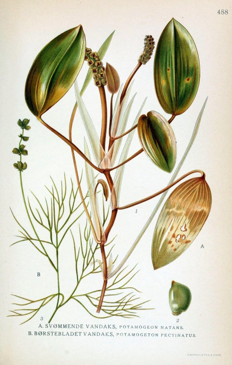 Billeder af nordens flora,.KÃ¸benhavn,G.E.C. Gad's forlag,1917-1927.. |  | Vintage Print Reproduction 461440