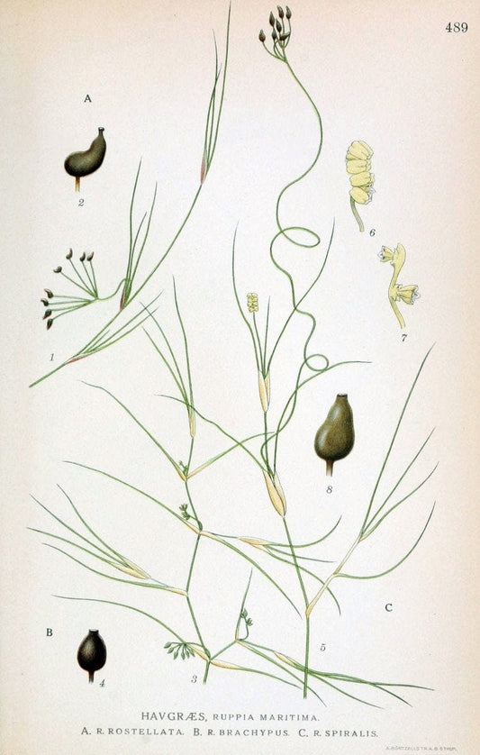 Billeder af nordens flora,.KÃ¸benhavn,G.E.C. Gad's forlag,1917-1927.. |  | Vintage Print Reproduction 461441