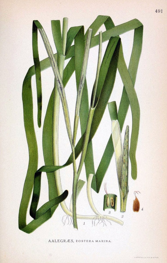 Billeder af nordens flora,.KÃ¸benhavn,G.E.C. Gad's forlag,1917-1927.. |  | Vintage Print Reproduction 461443