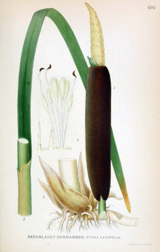 Billeder af nordens flora,.KÃ¸benhavn,G.E.C. Gad's forlag,1917-1927.. |  | Vintage Print Reproduction 461445