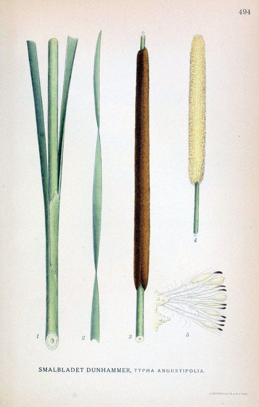 Billeder af nordens flora,.KÃ¸benhavn,G.E.C. Gad's forlag,1917-1927.. |  | Vintage Print Reproduction 461446