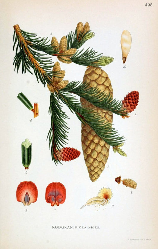 Billeder af nordens flora,.KÃ¸benhavn,G.E.C. Gad's forlag,1917-1927.. |  | Vintage Print Reproduction 461447
