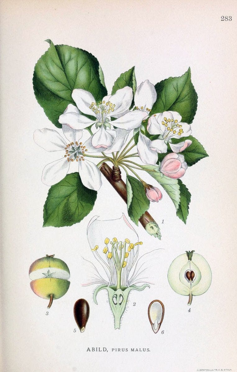 Billeder af nordens flora,.KÃ¸benhavn,G.E.C. Gad's forlag,1917-1927.. |  | Vintage Print Reproduction 461448