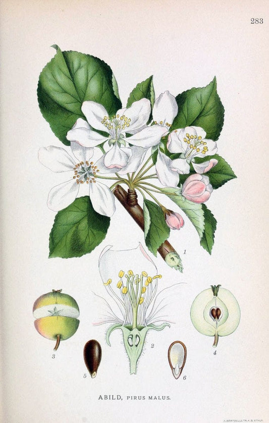 Billeder af nordens flora,.KÃ¸benhavn,G.E.C. Gad's forlag,1917-1927.. |  | Vintage Print Reproduction 461448