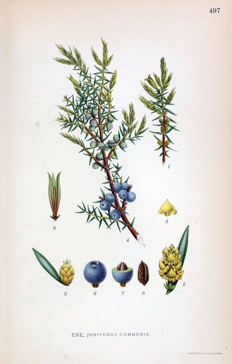 Billeder af nordens flora,.KÃ¸benhavn,G.E.C. Gad's forlag,1917-1927.. |  | Vintage Print Reproduction 461450