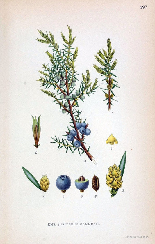 Billeder af nordens flora,.KÃ¸benhavn,G.E.C. Gad's forlag,1917-1927.. |  | Vintage Print Reproduction 461450