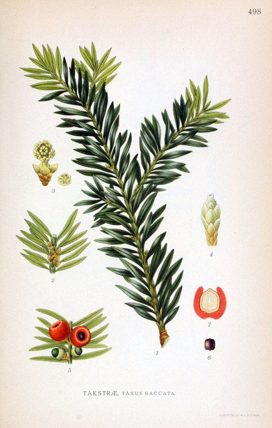 Billeder af nordens flora,.KÃ¸benhavn,G.E.C. Gad's forlag,1917-1927.. |  | Vintage Print Reproduction 461451