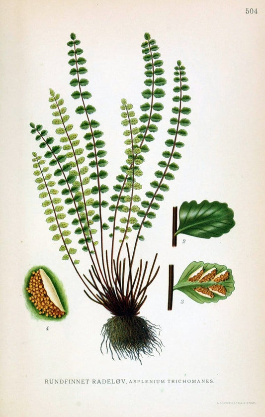 Billeder af nordens flora,.KÃ¸benhavn,G.E.C. Gad's forlag,1917-1927.. |  | Vintage Print Reproduction 461457