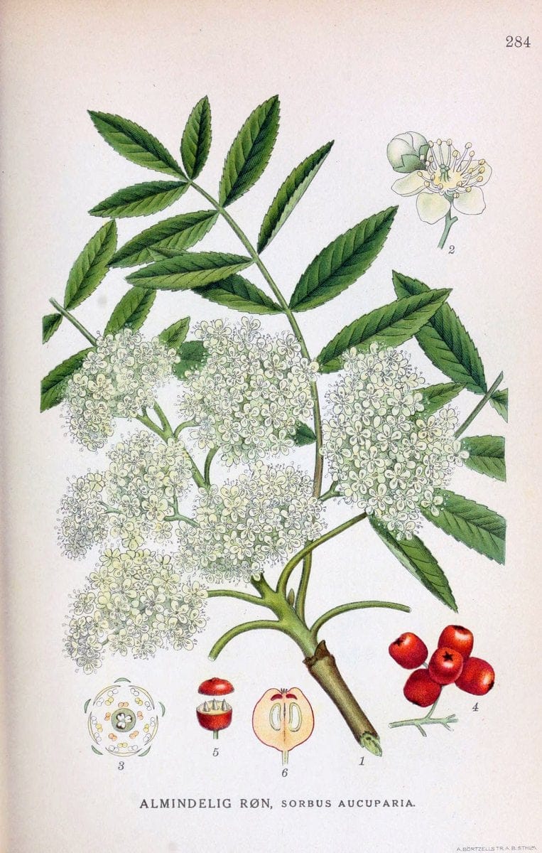 Billeder af nordens flora,.KÃ¸benhavn,G.E.C. Gad's forlag,1917-1927.. |  | Vintage Print Reproduction 461459