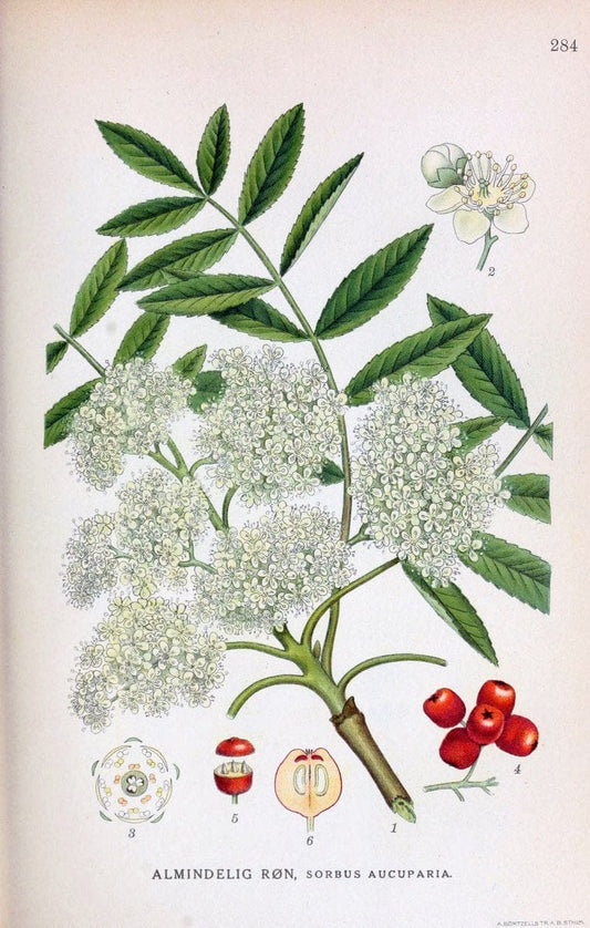 Billeder af nordens flora,.KÃ¸benhavn,G.E.C. Gad's forlag,1917-1927.. |  | Vintage Print Reproduction 461459