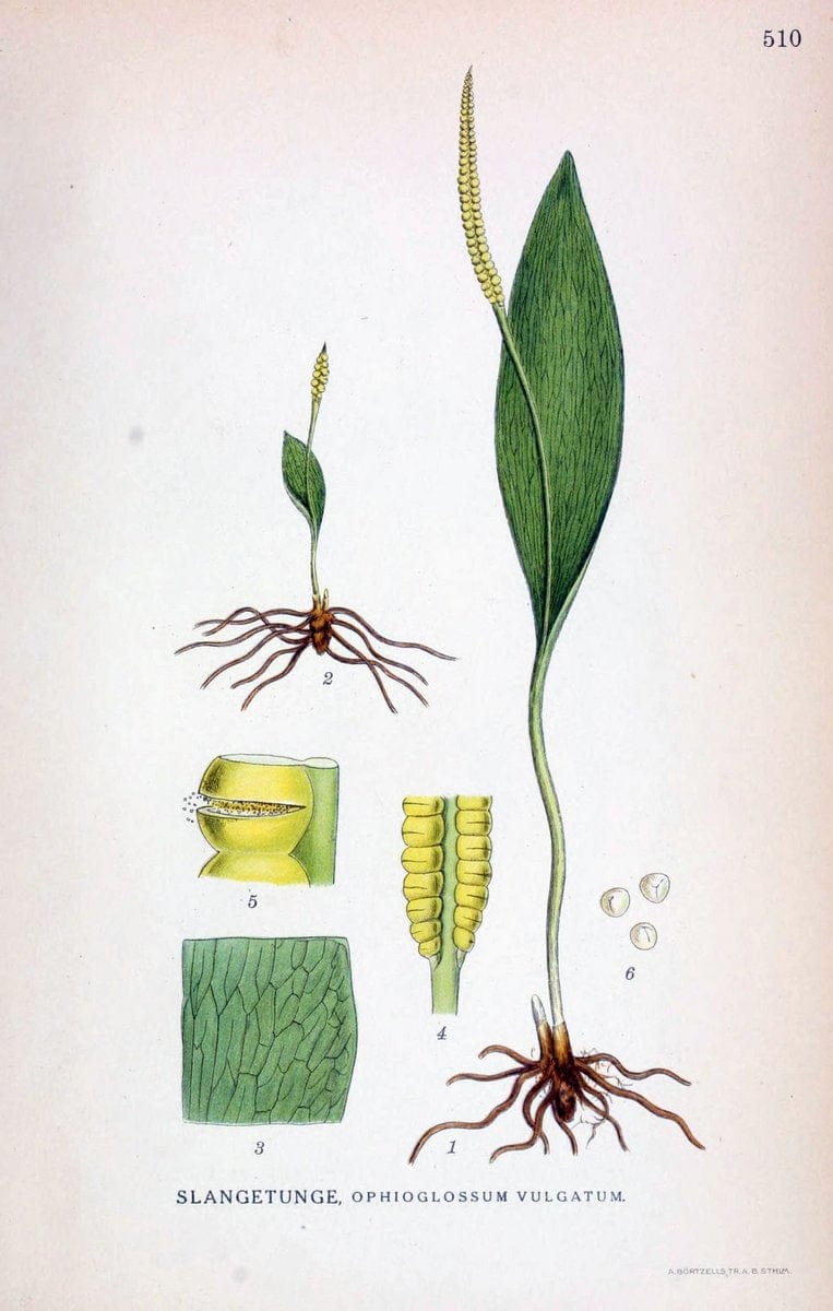 Billeder af nordens flora,.KÃ¸benhavn,G.E.C. Gad's forlag,1917-1927.. |  | Vintage Print Reproduction 461464