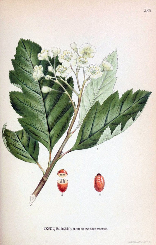 Billeder af nordens flora,.KÃ¸benhavn,G.E.C. Gad's forlag,1917-1927.. |  | Vintage Print Reproduction 461470