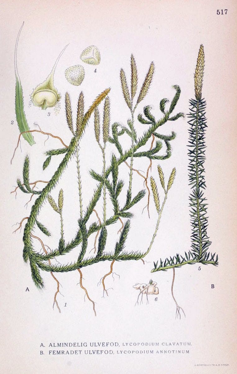 Billeder af nordens flora,.KÃ¸benhavn,G.E.C. Gad's forlag,1917-1927.. |  | Vintage Print Reproduction 461472