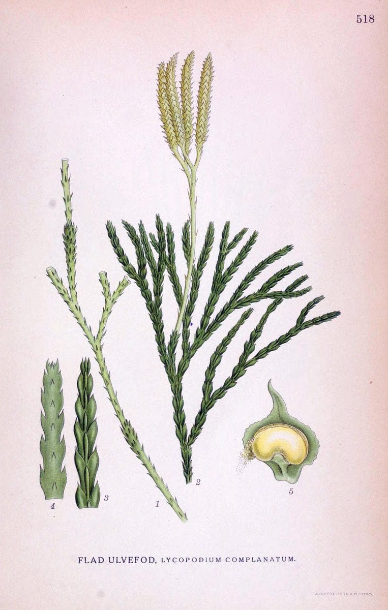 Billeder af nordens flora,.KÃ¸benhavn,G.E.C. Gad's forlag,1917-1927.. |  | Vintage Print Reproduction 461473
