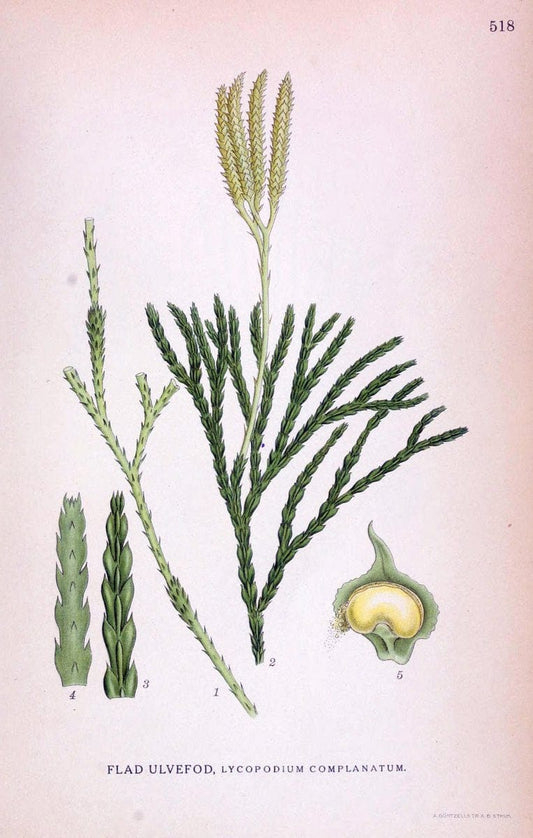 Billeder af nordens flora,.KÃ¸benhavn,G.E.C. Gad's forlag,1917-1927.. |  | Vintage Print Reproduction 461473