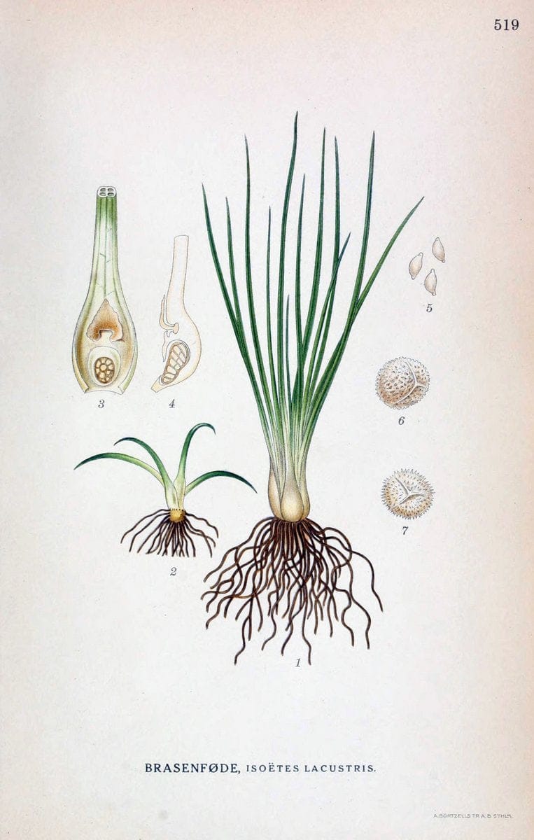 Billeder af nordens flora,.KÃ¸benhavn,G.E.C. Gad's forlag,1917-1927.. |  | Vintage Print Reproduction 461474