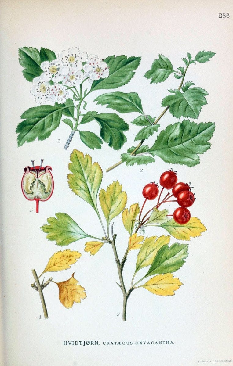 Billeder af nordens flora,.KÃ¸benhavn,G.E.C. Gad's forlag,1917-1927.. |  | Vintage Print Reproduction 461475