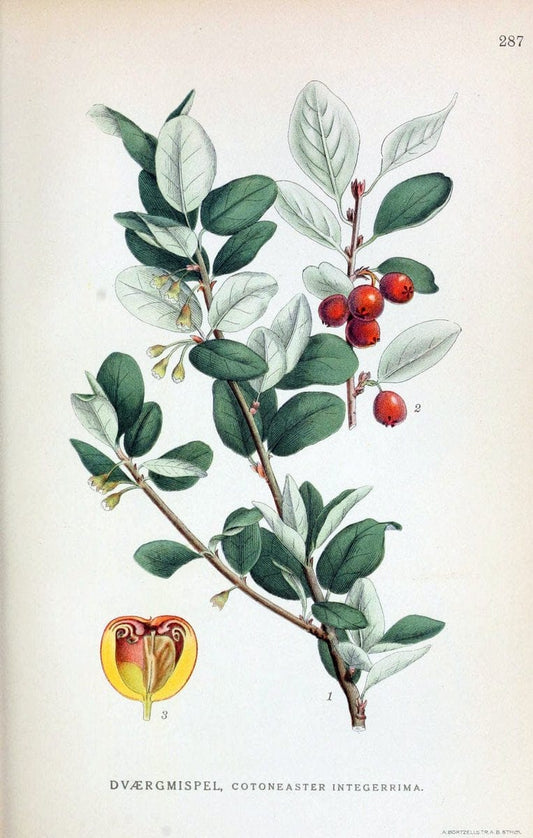 Billeder af nordens flora,.KÃ¸benhavn,G.E.C. Gad's forlag,1917-1927.. |  | Vintage Print Reproduction 461476