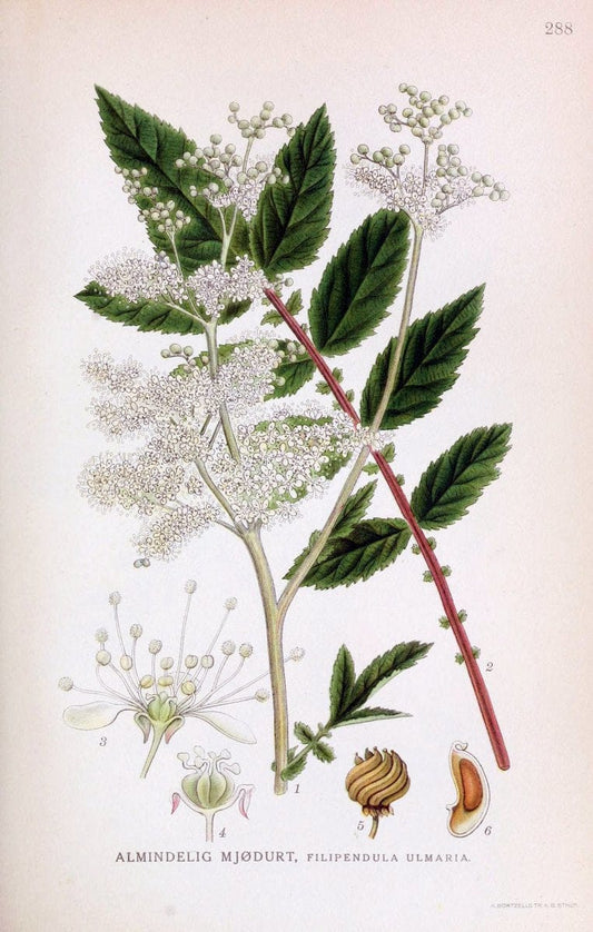 Billeder af nordens flora,.KÃ¸benhavn,G.E.C. Gad's forlag,1917-1927.. |  | Vintage Print Reproduction 461477