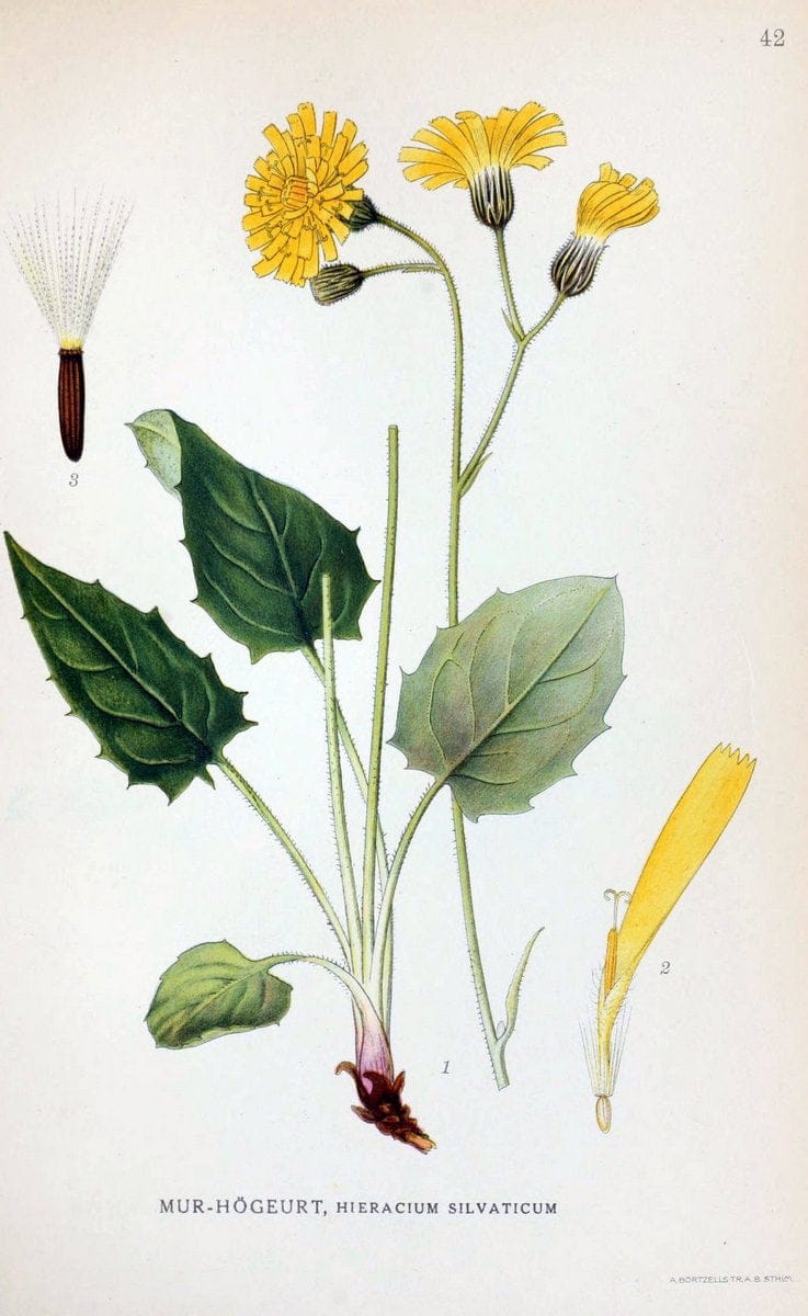 Billeder af nordens flora. v.1KÃ¸benhavn,G.E.C. Gad's forlag,1917-1927. | Finland "Pictorial works" Plants Scandinavia  | Vintage Print Reproduction 461478