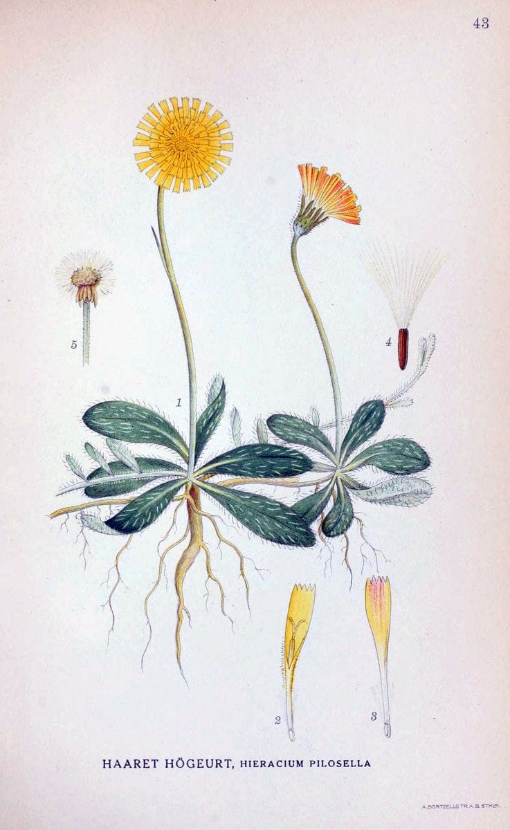 Billeder af nordens flora. v.1KÃ¸benhavn,G.E.C. Gad's forlag,1917-1927. | Finland "Pictorial works" Plants Scandinavia  | Vintage Print Reproduction 461479