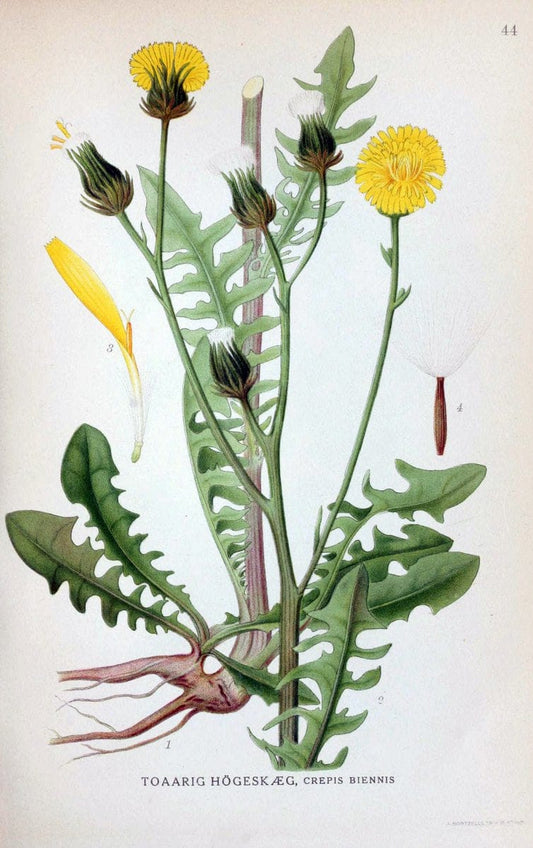 Billeder af nordens flora. v.1KÃ¸benhavn,G.E.C. Gad's forlag,1917-1927. | Finland "Pictorial works" Plants Scandinavia  | Vintage Print Reproduction 461480