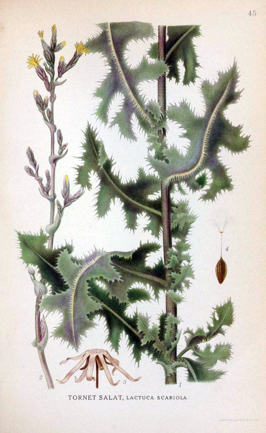 Billeder af nordens flora. v.1KÃ¸benhavn,G.E.C. Gad's forlag,1917-1927. | Finland "Pictorial works" Plants Scandinavia  | Vintage Print Reproduction 461481