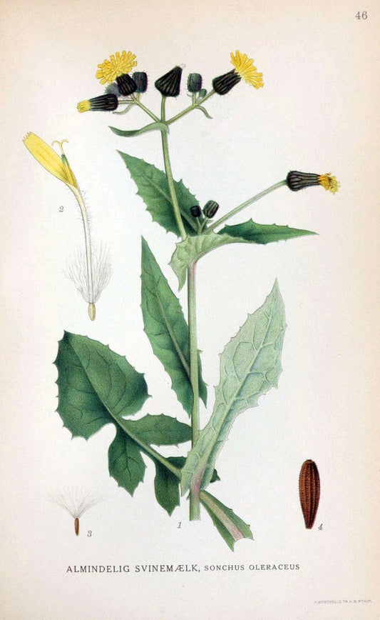 Billeder af nordens flora. v.1KÃ¸benhavn,G.E.C. Gad's forlag,1917-1927. | Finland "Pictorial works" Plants Scandinavia  | Vintage Print Reproduction 461482